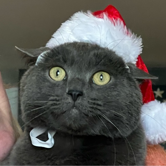 Hi! It’s Me, Kylo! - Picture 3 of 8